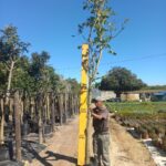 Erythrina Lysistemon Tree 50lt Common Name: Coral Tree, Lucky Bean Tree