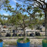 Coral Tree 125lt Special