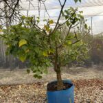 Coral Tree 125lt Special