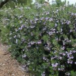 Westringia Fruticosa 10lt Ball