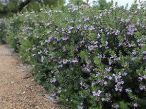 Westringia Fruticosa 10lt Ball