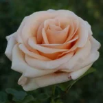 Anne Lorentz Hybrid Tea Rose 5lt