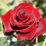 Black Magic Hybrid Tea Rose 5lt
