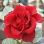 Bles Bridges Hybrid Tea Rose 5lt