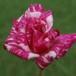 Candy Stripe Hybrid Tea Rose 5lt