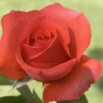 Carike Keuzenkamp KANegem Hybrid Tea Rose 5lt