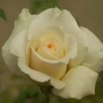 Delicate Beauty Hybrid Tea Rose 5lt