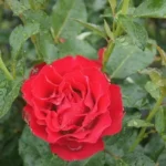 Dr Erik Pretorius Rose 5lt