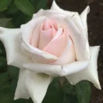 Elize Cawood Hybrid Tea Rose 5lt