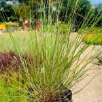 Eragrostis Curvula 4lt Common Name: Weeping love grass