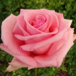 Esther Geldenhuys Hybrid Tea Rose 5lt