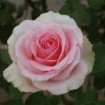 Filiae Regis Hybrid Tea Rose 5lt