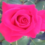 Five Roses Hybrid Tea Rose 5lt