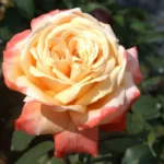 Germania Africana Hybrid Tea Rose 5lt