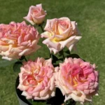 Gin & Tonic Hybrid Tea Rose 5lt