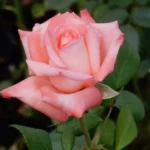 Gloria Mthunzi Hybrid Tea Rose 5lt