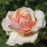 Graceful Gisela Hybrid Tea Rose 5lt