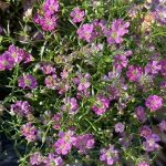 Gypsophila (Baby's Breath) Deep Rose 12cm Pot