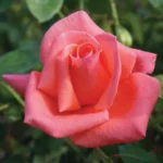 Harmonie Hybrid Tea Rose 5lt