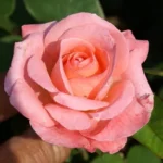 Heart Throb Hybrid Tea Rose 5lt