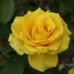 Heike Hybrid Tea Rose 5lt