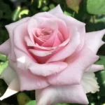 Hilly & Cecilio Hybrid Tea Rose 5lt
