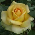 Irish Luck Hybrid Tea Rose 5lt
