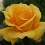 Johannesburg Sun Hybrid Tea Rose 5lt