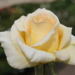 Kimi Makwetu Hybrid Tea Rose 5lt