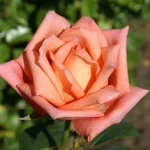 Lolly Pop Hybrid Tea Rose 5lt