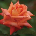 Lovers’ Meeting Hybrid Tea Rose 5lt