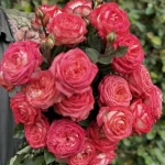 Ludwig’s Favourite Hybrid Tea Rose 5lt