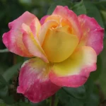 Marah Louw Hybrid Tea Rose 5lt