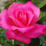Marijke Koopman Hybrid Tea Rose 5lt