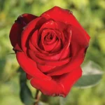 Michaelhouse Hybrid Tea Rose 5lt