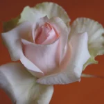 Nana Ing Hybrid Tea Rose 5lt