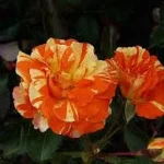 Oranges and Lemons Rose 5lt