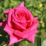 Patricia Lewis Hybrid Tea Rose 5lt