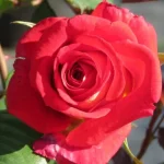 Peach Melba Hybrid Tea Rose 5lt