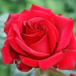 Pride of England Hybrid Tea Rose 5lt