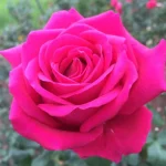 Pridwin Hybrid Tea Rose 5lt