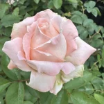 Prue Johnson Hybrid Tea Rose 5lt