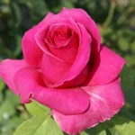 Rina Hugo Hybrid Tea Rose 5lt
