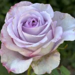 Roadhouse Blues Hybrid Tea Rose 5lt