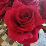 Rona Volker Hybrid Tea Rose 5lt