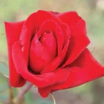 Rooi Rose Hybrid Tea Rose 5lt
