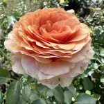 Rosa Homeopathica Hybrid Tea Rose 5lt