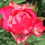Rosa Roedean Hybrid Tea Rose 5lt