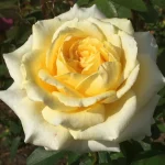 Rosanna Jacobs Hybrid Tea Rose 5lt