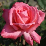 Shaleen Sutie-Richards Hybrid Tea Rose 5lt